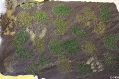 2014-5-5 Gras matjes